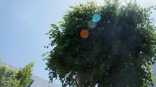 Low angle view of trees against blue sky