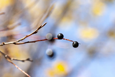 Bird cherry branch with ripe berries and yellow leaves against the blue sky. autumn. 