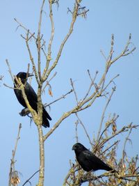 Low angle view of bird perching on bare tree against clear sky