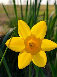 Close-up of yellow daffodil flower