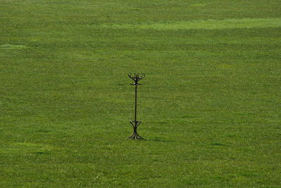 Horse on grass