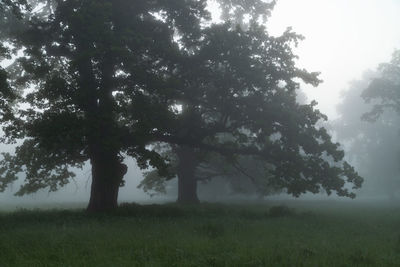 Trees on field against sky