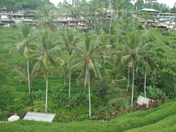 View of palm trees in field