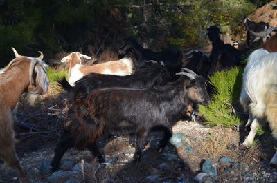 View of goats on field