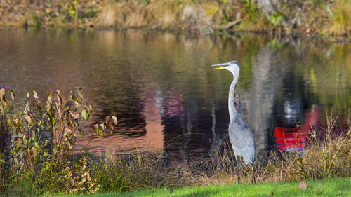 Swan swimming on lake