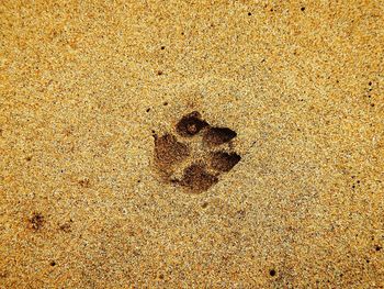 High angle view of footprints on sand