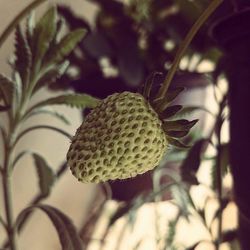 Close-up of plant against blurred background