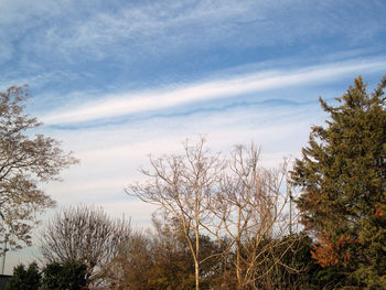 Bare trees on landscape against sky