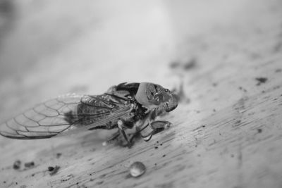 High angle view of fly on table