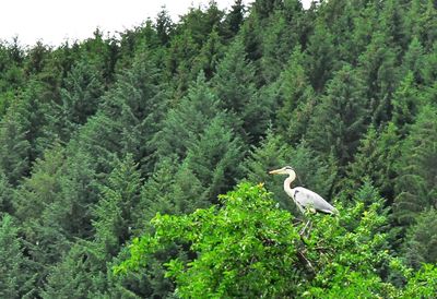 Bird perching on a tree