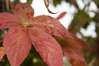 Close-up of raindrops on maple leaves