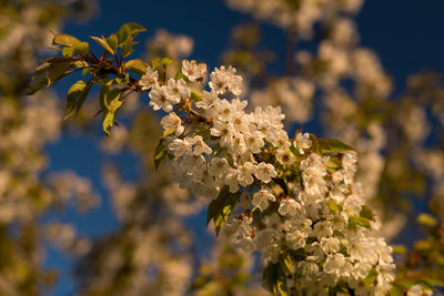 Close-up of cherry blossom on tree