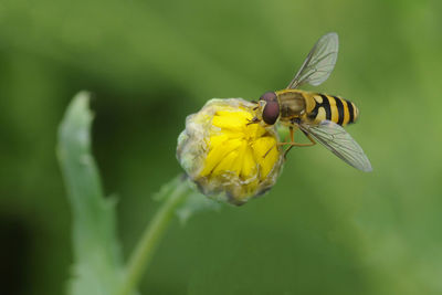 Close-up of bee pollinating on yellow flower