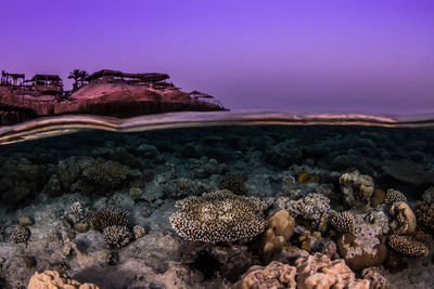 View of crab on rock in sea