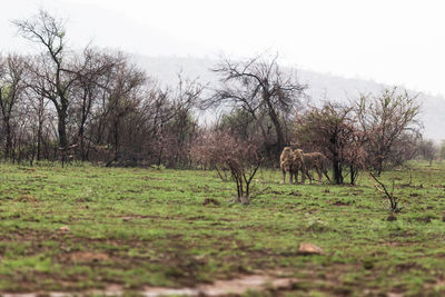 View of horse on field