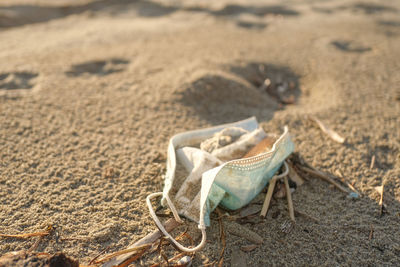 Close-up of a horse on sand