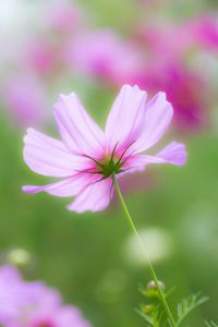 Close-up of pink flower blooming