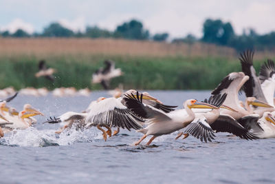 Flock of pelicans on a lake