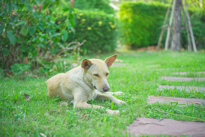 Dog relaxing on grassy field