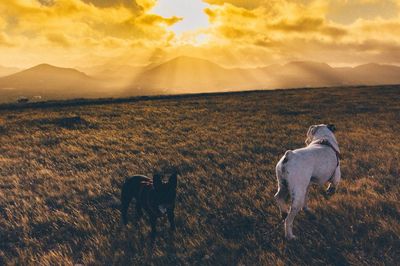 Scenic view of landscape against sky at sunset