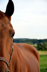 Close-up of horse on field against sky