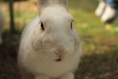 Cute animal  rabbit  