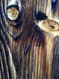 Full frame shot of tree trunk