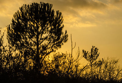 Silhouette tree against sky during sunset