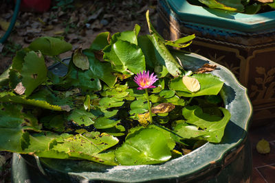 High angle view of potted plants