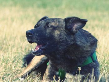 Close-up of dog on field