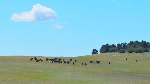 Flock of sheep grazing in field