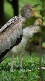 Close-up of bird perching on a field