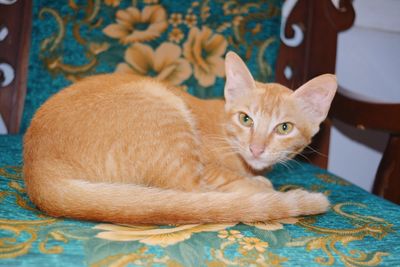 Portrait of cat lying down