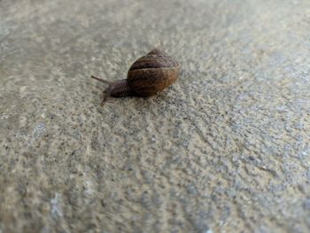 Close-up of snail on land