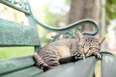 Close-up of a cat resting