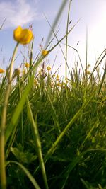 Close-up of flower growing in field against sky