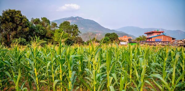 Scenic view of agricultural field against sky