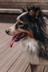 Close-up of dog looking away