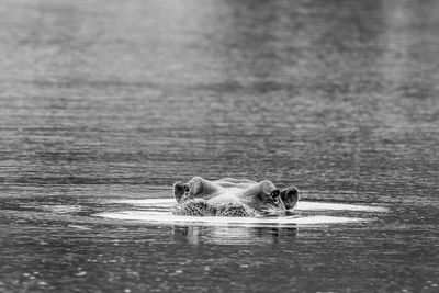 View of animal swimming in lake