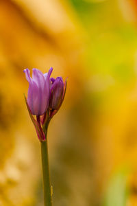 Close-up of pink flower