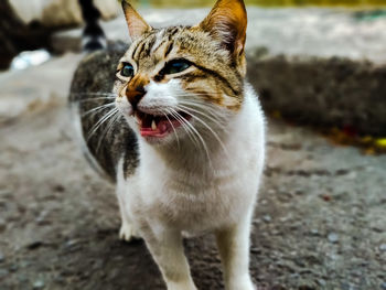 Cat looking away