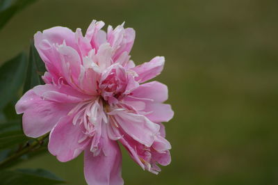 Close-up of pink flowers