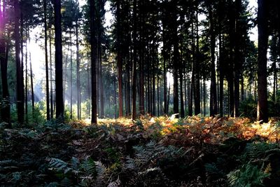 Trees in forest