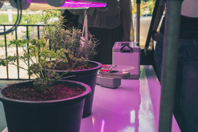 Close-up of potted plant for sale