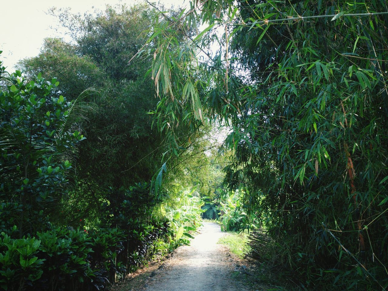 tree, the way forward, green color, growth, tranquility, plant, nature, lush foliage, diminishing perspective, footpath, grass, tranquil scene, green, beauty in nature, water, forest, vanishing point, narrow, day, outdoors