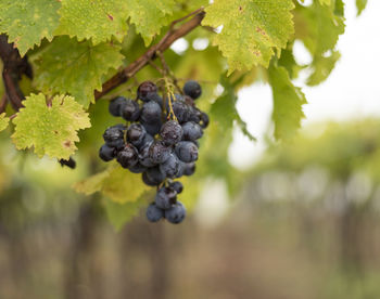 Bunch of dark grapes hanging on vines inside the vineyard.