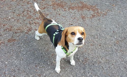 High angle view of dog standing on road