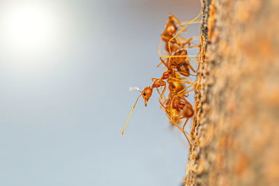 Fire ant on branch in nature ,selection focus only on some points in the image.