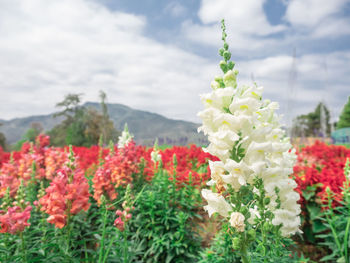 Close-up of flowering plants against cloudy sky