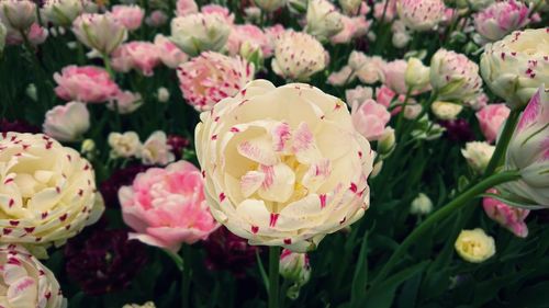 Close-up of pink flowering plants